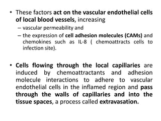 • These factors act on the vascular endothelial cells
of local blood vessels, increasing
– vascular permeability and
– the expression of cell adhesion molecules (CAMs) and
chemokines such as IL-8 ( chemoattracts cells to
infection site).
• Cells flowing through the local capillaries are
induced by chemoattractants and adhesion
molecule interactions to adhere to vascular
endothelial cells in the inflamed region and pass
through the walls of capillaries and into the
tissue spaces, a process called extravasation.
 
