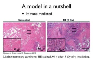 • Immune mediated
A model in a nutshell
Murine mammary carcinoma HE stained, 96 h after 5 Gy of γ irradiation.
Stephen L. Shiao & Lisa M. Coussens, 2010
 