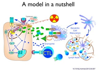 A model in a nutshell
10.1016/j.molmed.2013.05.007
 
