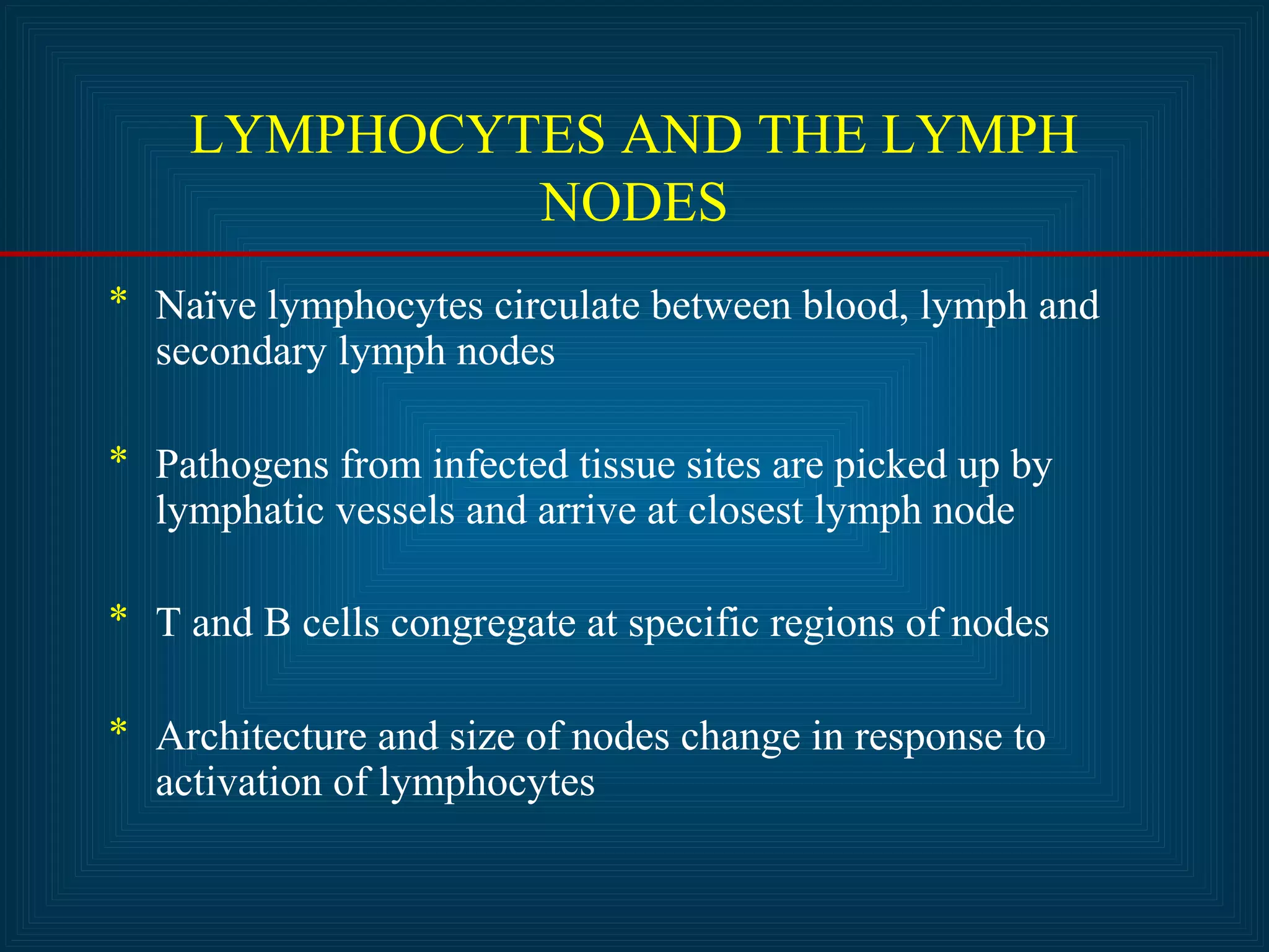 LYMPHOCYTES AND THE LYMPH 
NODES 
* Naïve lymphocytes circulate between blood, lymph and 
secondary lymph nodes 
* Pathogens from infected tissue sites are picked up by 
lymphatic vessels and arrive at closest lymph node 
* T and B cells congregate at specific regions of nodes 
* Architecture and size of nodes change in response to 
activation of lymphocytes 
 