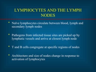 LYMPHOCYTES AND THE LYMPH 
NODES 
* Naïve lymphocytes circulate between blood, lymph and 
secondary lymph nodes 
* Pathogens from infected tissue sites are picked up by 
lymphatic vessels and arrive at closest lymph node 
* T and B cells congregate at specific regions of nodes 
* Architecture and size of nodes change in response to 
activation of lymphocytes 
 