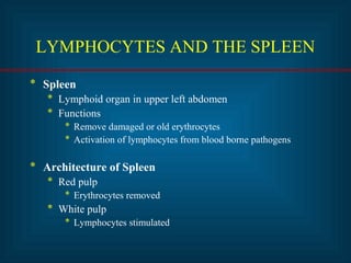 LYMPHOCYTES AND THE SPLEEN 
* Spleen 
* Lymphoid organ in upper left abdomen 
* Functions 
* Remove damaged or old erythrocytes 
* Activation of lymphocytes from blood borne pathogens 
* Architecture of Spleen 
* Red pulp 
* Erythrocytes removed 
* White pulp 
* Lymphocytes stimulated 
 