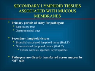 SECONDARY LYMPHOID TISSUES 
ASSOCIATED WITH MUCOUS 
MEMBRANES 
* Primary portals of entry for pathogens 
* Respiratory tract 
* Gastrointestinal tract 
* Secondary lymphoid tissues 
* Bronchial-associated lymphoid tissue (BALT) 
* Gut-associated lymphoid tissues (GALT) 
* Tonsils, adenoids, appendix, Peyer’s patches 
* Pathogens are directly transferred across mucosa by 
“M” cells 
 