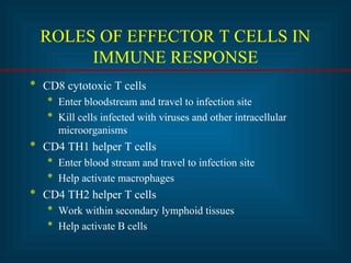 ROLES OF EFFECTOR T CELLS IN 
IMMUNE RESPONSE 
* CD8 cytotoxic T cells 
* Enter bloodstream and travel to infection site 
* Kill cells infected with viruses and other intracellular 
microorganisms 
* CD4 TH1 helper T cells 
* Enter blood stream and travel to infection site 
* Help activate macrophages 
* CD4 TH2 helper T cells 
* Work within secondary lymphoid tissues 
* Help activate B cells 
 