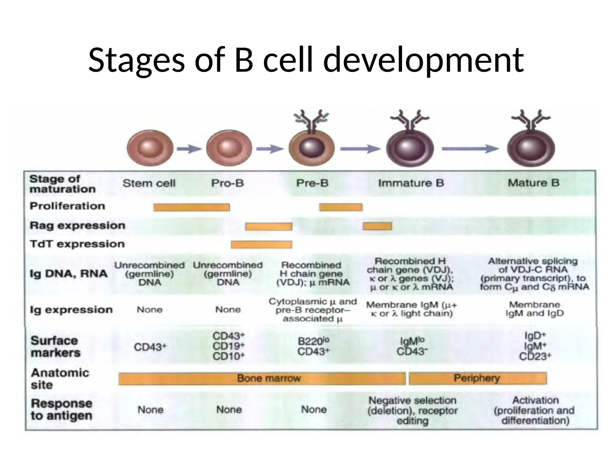Stages of B cell development
 
