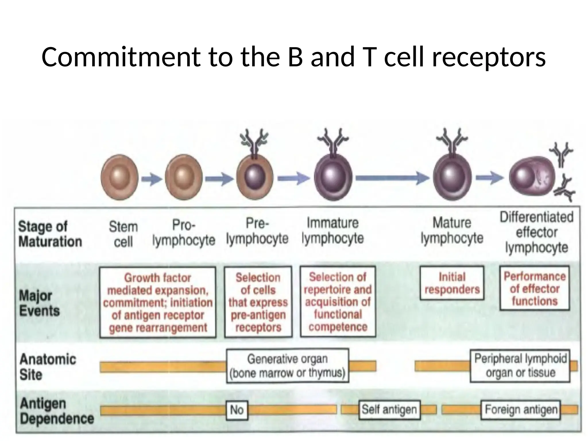 Commitment to the B and T cell receptors
 