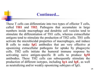 These T cells can differentiate into two types of effector T cells,
called TH1 and TH2. Pathogens that accumulate in large
numbers inside macrophage and dendritic cell vesicles tend to
stimulate the differentiation of TH1 cells, whereas extracellular
antigens tend to stimulate the production of TH2 cells. TH1 cells
activate the microbicidal properties of macrophages, and induce
B cells to make IgG antibodies that are very effective at
opsonizing extracellular pathogens for uptake by phagocytic
cells. TH2 cells initiate the humoral immune response by
activating naive antigen-specific B cells to produce IgM
antibodies. These TH2 cells can subsequently stimulate the
production of different isotypes, including IgA and IgE, as well
as neutralizing and/or weakly opsonizing subtypes of IgG.
Continued...
14
 