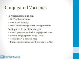 Conjugated Vaccines
• Polysaccharide antigen
• No T-cell stimulation
• Poor B cell memory
• Weak immune response → weak protection
• Conjugated to peptide antigen
• B-cells generate antibodies to polysaccharide
• Protein antigen presented to T-cells
• T-cells boost B-cell response
• Strong immune response → strong protection
 