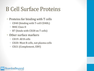 B Cell Surface Proteins
• Proteins for binding with T cells
• CD40 (binding with T-cell CD40L)
• MHC Class II
• B7 (binds with CD28 on T cells)
• Other surface markers
• CD19: All B cells
• CD20: Most B cells, not plasma cells
• CD21 (Complement, EBV)
 