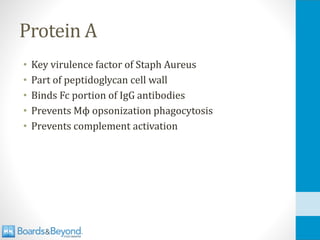 Protein A
• Key virulence factor of Staph Aureus
• Part of peptidoglycan cell wall
• Binds Fc portion of IgG antibodies
• Prevents Mϕ opsonization phagocytosis
• Prevents complement activation
 