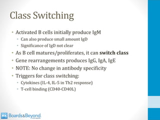 Class Switching
• Activated B cells initially produce IgM
• Can also produce small amount IgD
• Significance of IgD not clear
• As B cell matures/proliferates, it can switch class
• Gene rearrangements produces IgG, IgA, IgE
• NOTE: No change in antibody specificity
• Triggers for class switching:
• Cytokines (IL-4, IL-5 in Th2 response)
• T-cell binding (CD40-CD40L)
 