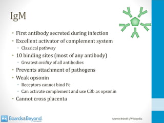 IgM
• First antibody secreted during infection
• Excellent activator of complement system
• Classical pathway
• 10 binding sites (most of any antibody)
• Greatest avidity of all antibodies
• Prevents attachment of pathogens
• Weak opsonin
• Receptors cannot bind Fc
• Can activate complement and use C3b as opsonin
• Cannot cross placenta
Martin Brändli /Wikipedia
 