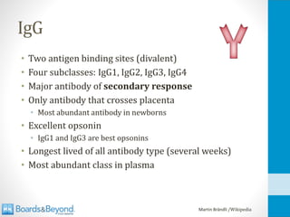 IgG
• Two antigen binding sites (divalent)
• Four subclasses: IgG1, IgG2, IgG3, IgG4
• Major antibody of secondary response
• Only antibody that crosses placenta
• Most abundant antibody in newborns
• Excellent opsonin
• IgG1 and IgG3 are best opsonins
• Longest lived of all antibody type (several weeks)
• Most abundant class in plasma
Martin Brändli /Wikipedia
 