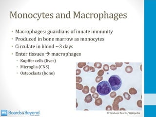 Monocytes and Macrophages
• Macrophages: guardians of innate immunity
• Produced in bone marrow as monocytes
• Circulate in blood ~3 days
• Enter tissues → macrophages
• Kupffer cells (liver)
• Microglia (CNS)
• Osteoclasts (bone)
Dr Graham Beards/Wikipedia
 
