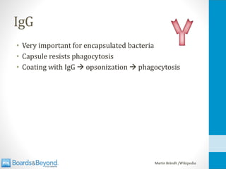 IgG
• Very important for encapsulated bacteria
• Capsule resists phagocytosis
• Coating with IgG → opsonization → phagocytosis
Martin Brändli /Wikipedia
 