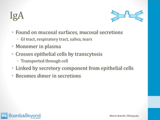 IgA
• Found on mucosal surfaces, mucosal secretions
• GI tract, respiratory tract, saliva, tears
• Monomer in plasma
• Crosses epithelial cells by transcytosis
• Transported through cell
• Linked by secretory component from epithelial cells
• Becomes dimer in secretions
Martin Brändli /Wikipedia
 