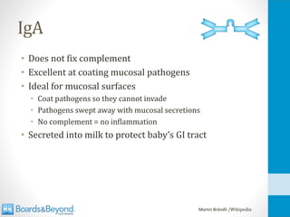 IgA
• Does not fix complement
• Excellent at coating mucosal pathogens
• Ideal for mucosal surfaces
• Coat pathogens so they cannot invade
• Pathogens swept away with mucosal secretions
• No complement = no inflammation
• Secreted into milk to protect baby’s GI tract
Martin Brändli /Wikipedia
 