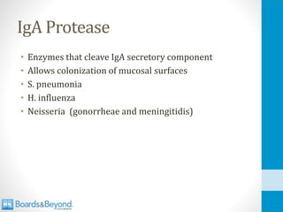 IgA Protease
• Enzymes that cleave IgA secretory component
• Allows colonization of mucosal surfaces
• S. pneumonia
• H. influenza
• Neisseria (gonorrheae and meningitidis)
 