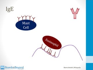 IgE
Martin Brändli /Wikipedia
Mast
Cell
 
