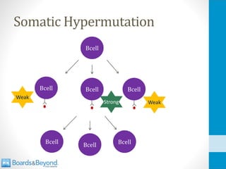 Somatic Hypermutation
Bcell
Bcell Bcell Bcell
Weak
Weak
Strong
Bcell Bcell Bcell
 