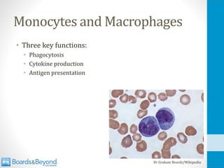 Monocytes and Macrophages
• Three key functions:
• Phagocytosis
• Cytokine production
• Antigen presentation
Dr Graham Beards/Wikipedia
 