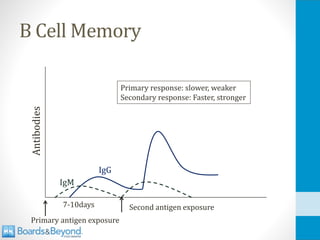 B Cell Memory
Antibodies
Primary antigen exposure
Second antigen exposure
Primary response: slower, weaker
Secondary response: Faster, stronger
7-10days
IgM
IgG
 