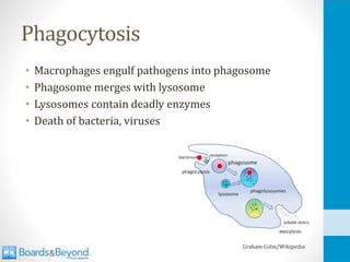Phagocytosis
• Macrophages engulf pathogens into phagosome
• Phagosome merges with lysosome
• Lysosomes contain deadly enzymes
• Death of bacteria, viruses
Graham Colm/Wikipedia
 