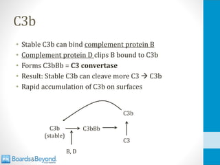 C3b
• Stable C3b can bind complement protein B
• Complement protein D clips B bound to C3b
• Forms C3bBb = C3 convertase
• Result: Stable C3b can cleave more C3 → C3b
• Rapid accumulation of C3b on surfaces
C3b
(stable)
C3bBb
C3
C3b
B, D
 