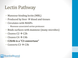 Lectin Pathway
• Mannose-binding lectin (MBL)
• Produced by liver → blood and tissues
• Circulates with MASPs
• Mannose associated serine proteases
• Binds surfaces with mannose (many microbes)
• Cleaves C2 → C2b
• Cleaves C4 → C4b
• C2b4b is a “C3 convertase”
• Converts C3 → C3b
 