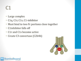 C1
• Large complex
• C1q, C1r, C1s, C1-inhibitor
• Must bind to two Fc portions close together
• C1inhibitor falls off
• C1r and C1s become active
• Create C3 convertase (C2b4b)
Cr Cs
C1i
 