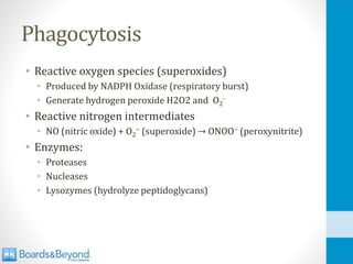 Phagocytosis
• Reactive oxygen species (superoxides)
• Produced by NADPH Oxidase (respiratory burst)
• Generate hydrogen peroxide H2O2 and O2
-
• Reactive nitrogen intermediates
• NO (nitric oxide) + O2
− (superoxide) → ONOO− (peroxynitrite)
• Enzymes:
• Proteases
• Nucleases
• Lysozymes (hydrolyze peptidoglycans)
 