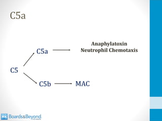C5a
C5
C5a
C5b MAC
Anaphylatoxin
Neutrophil Chemotaxis
 