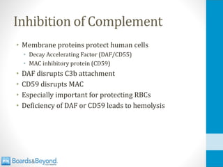 Inhibition of Complement
• Membrane proteins protect human cells
• Decay Accelerating Factor (DAF/CD55)
• MAC inhibitory protein (CD59)
• DAF disrupts C3b attachment
• CD59 disrupts MAC
• Especially important for protecting RBCs
• Deficiency of DAF or CD59 leads to hemolysis
 