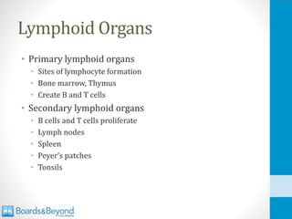 Lymphoid Organs
• Primary lymphoid organs
• Sites of lymphocyte formation
• Bone marrow, Thymus
• Create B and T cells
• Secondary lymphoid organs
• B cells and T cells proliferate
• Lymph nodes
• Spleen
• Peyer’s patches
• Tonsils
 
