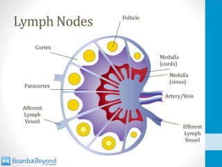 Lymph Nodes
Cortex
Paracortex
Medulla
(cords)
Medulla
(sinus)
Follicle
Efferent
Lymph
Vessel
Afferent
Lymph
Vessel
Artery/Vein
 