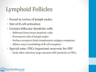 Lymphoid Follicles
• Found in cortex of lymph nodes
• Site of B-cell activation
• Contain follicular dendritic cells
• Different from tissue dendritic cells
• Permanent cells of lymph nodes
• Surface receptors bind complement-antigen complexes
• Allows easy crosslinking of B cell receptors
• Special note: FDCs important reservoir for HIV
• Early after infection large amounts HIV particles in FDCs
 