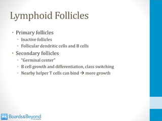 Lymphoid Follicles
• Primary follicles
• Inactive follicles
• Follicular dendritic cells and B cells
• Secondary follicles
• “Germinal center”
• B cell growth and differentiation, class switching
• Nearby helper T cells can bind → more growth
 
