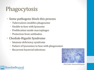 Phagocytosis
• Some pathogens block this process
• Tuberculosis modifies phagosome
• Unable to fuse with lysosome
• Proliferation inside macrophages
• Protection from antibodies
• Chediak-Higashi Syndrome
• Immune deficiency syndrome
• Failure of lysosomes to fuse with phagosomes
• Recurrent bacterial infections
CDC/Public Domain/Wikipedia
 