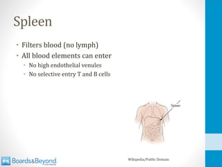 Spleen
• Filters blood (no lymph)
• All blood elements can enter
• No high endothelial venules
• No selective entry T and B cells
Wikipedia/Public Domain
 