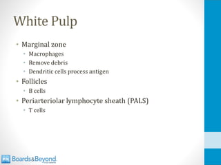 White Pulp
• Marginal zone
• Macrophages
• Remove debris
• Dendritic cells process antigen
• Follicles
• B cells
• Periarteriolar lymphocyte sheath (PALS)
• T cells
 
