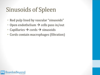 Sinusoids of Spleen
• Red pulp lined by vascular “sinusoids”
• Open endothelium → cells pass in/out
• Capillaries → cords → sinusoids
• Cords contain macrophages (filtration)
 