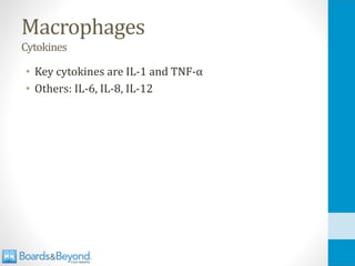 Macrophages
Cytokines
• Key cytokines are IL-1 and TNF-α
• Others: IL-6, IL-8, IL-12
 
