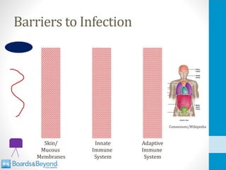 Barriers to Infection
Skin/
Mucous
Membranes
Innate
Immune
System
Adaptive
Immune
System
Connexions/Wikipedia
 