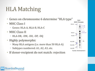 HLA Matching
• Genes on chromosome 6 determine “HLA type”
• MHC Class I
• Genes: HLA-A, HLA-B, HLA-C
• MHC Class II
• HLA-DR, -DM, -DO, -DP, -DQ
• Highly polymorphic
• Many HLA antigens (i.e. more than 50 HLA-A)
• Subtypes numbered: A1, A2, A3, etc.
• If donor-recipient do not match: rejection
 