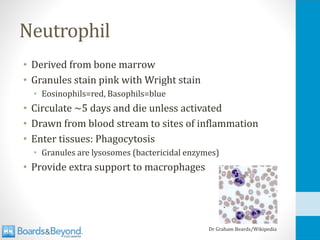 Neutrophil
• Derived from bone marrow
• Granules stain pink with Wright stain
• Eosinophils=red, Basophils=blue
• Circulate ~5 days and die unless activated
• Drawn from blood stream to sites of inflammation
• Enter tissues: Phagocytosis
• Granules are lysosomes (bactericidal enzymes)
• Provide extra support to macrophages
Dr Graham Beards/Wikipedia
 