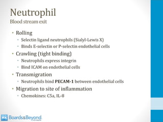 Neutrophil
Bloodstreamexit
• Rolling
• Selectin ligand neutrophils (Sialyl-Lewis X)
• Binds E-selectin or P-selectin endothelial cells
• Crawling (tight binding)
• Neutrophils express integrin
• Bind ICAM on endothelial cells
• Transmigration
• Neutrophils bind PECAM-1 between endothelial cells
• Migration to site of inflammation
• Chemokines: C5a, IL-8
 