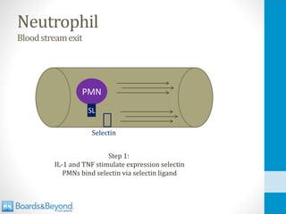 Neutrophil
Bloodstreamexit
PMN
Step 1:
IL-1 and TNF stimulate expression selectin
PMNs bind selectin via selectin ligand
SL
Selectin
 