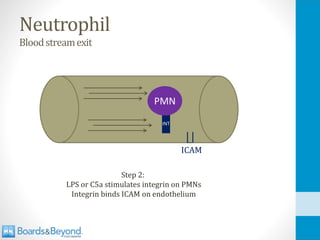 Neutrophil
Bloodstreamexit
Step 2:
LPS or C5a stimulates integrin on PMNs
Integrin binds ICAM on endothelium
INT
ICAM
PMN
 