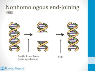 Nonhomologous end-joining
NHEJ
Double Strand Break
(ionizing radiation)
NHEJ
 