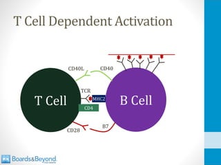 T Cell Dependent Activation
B Cell
T Cell MHC2
TCR
CD4
CD40L CD40
CD28
B7
 